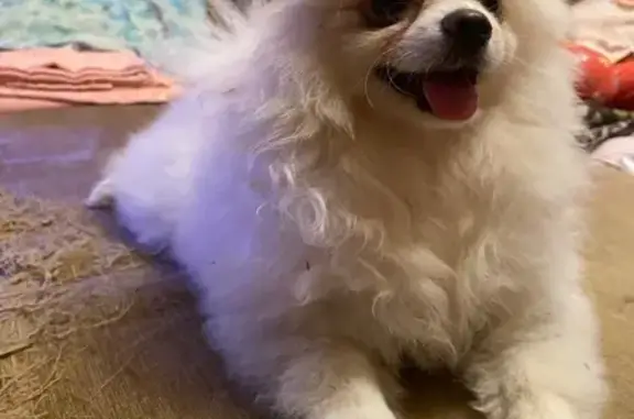 Шпиц найден: ул. Свободы, 85 с3, Москва