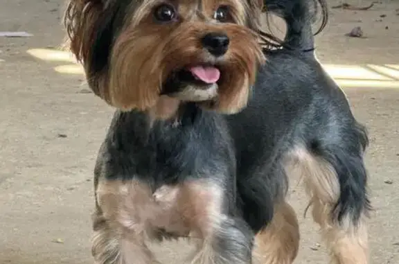 Собаки потеряшки, Ставропольский край, фото: Потеряшка собака в Кисловодске, Ставрополье