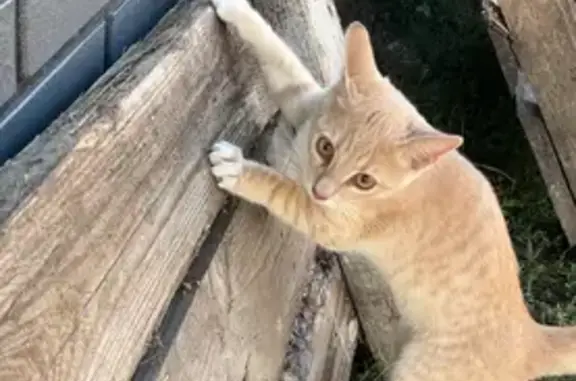 Кошка у дома, Курганская ул., Красненькая