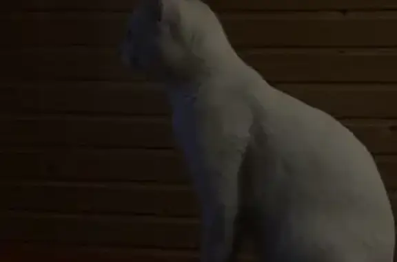 Пропала белая кошка, Запорожское СП