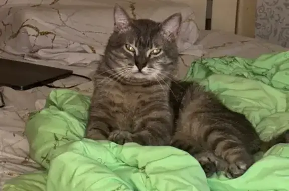 Кошки потеряшки, Калуга, фото: Потеряшка кошка на Поле Свободы, 26