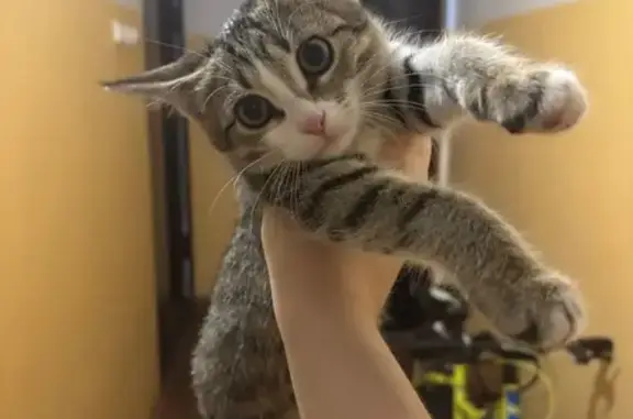 Объявления о пропавших и найденных животных, Саров, фото: Кошка найдена, ул. Гоголя, 14, Саров