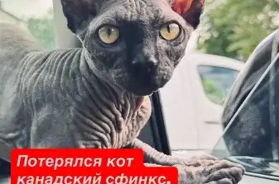 Пропал кот: Небесная тропа, Октябрьское