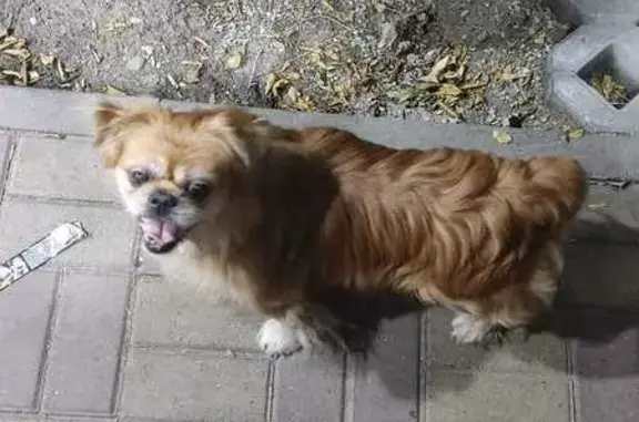 Найдена собака, Ставрополь, фото: Рыжий пёс в парке Победы, Шпаковская 111