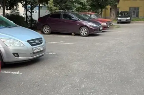 Кошка найдена в Басманном тупике, Москва