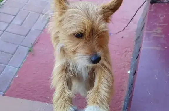 Найдена собака, Владимирская область, фото: Собака найдена: Владимирская область