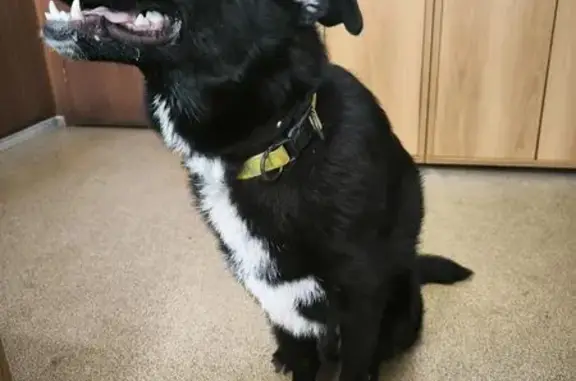 Найдена собака, , фото: Собака найдена у ст. Гороховец, Великово