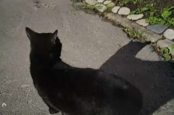 Найдена кошка, Петрозаводск, фото: Кошка найдена на Первомайском, 41.