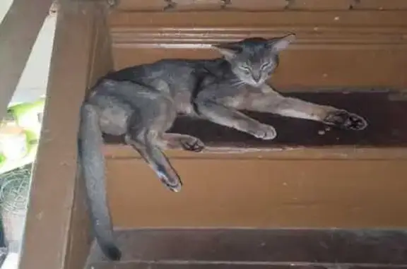 Найдена кошка, Удельная, фото: Кошка найдена на Чехова, 33, Удельная