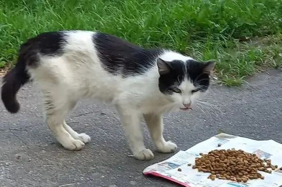 Кошка найдена: Енисейская 34, Москва