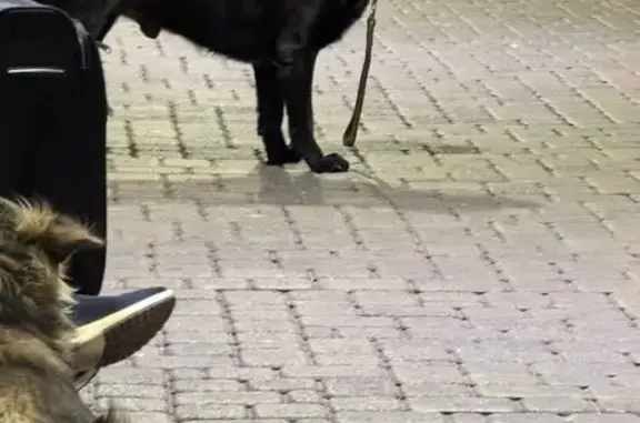 Найдена собака, Новороссийск, фото: Собака найдена на ул. Видова, Новороссийск