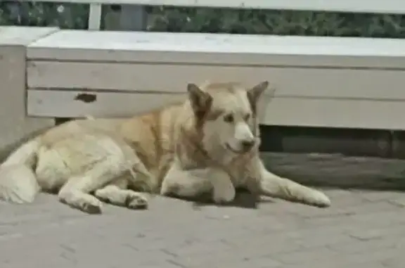 Найдена собака, Республика Крым, фото: Саки, Крым: найдена собака у фонтана