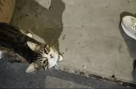 Найдена кошка, Ростов-на-Дону, фото: Крупный кот на пр. Королёва, 15/2, Ростов-на-Дону
