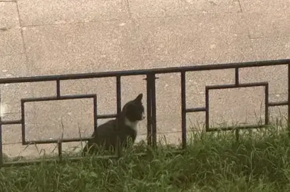 Кошка найдена: Инструментальная линия, СПб