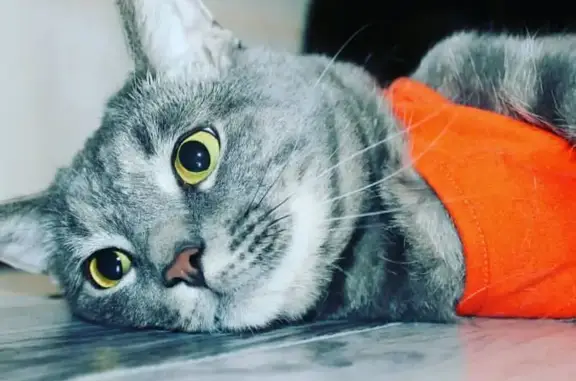 Кошки потеряшки, Московская область, фото: Потеряшка кошка, МО, 10 лет, серый окрас