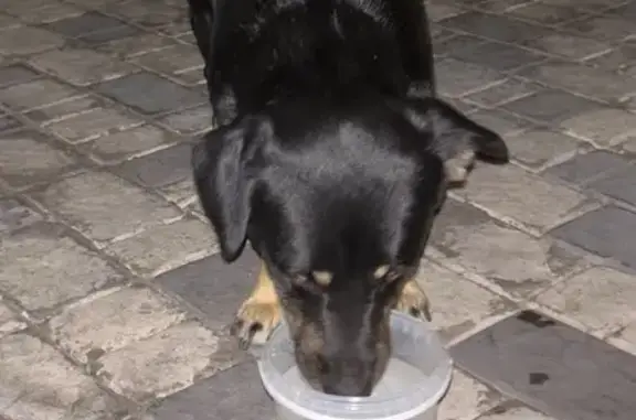 Собака найдена: шоссе Дражинского, Восход