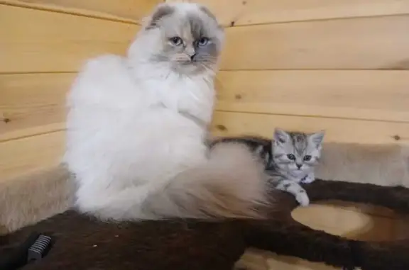 Пропала кошка, Уфимские Карьеры, 17