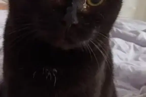 Пропала кошка, 9-я ул., Архангельск