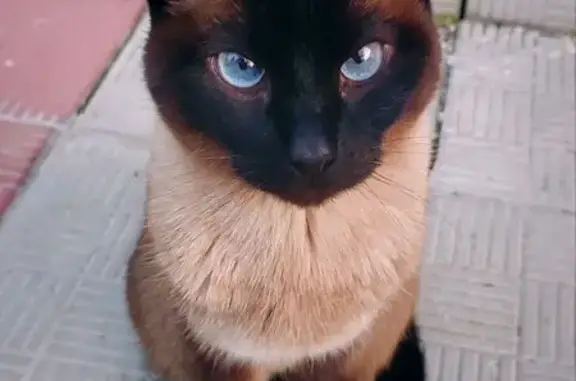 Кошки потеряшки, Химки, фото: Потеряшка кошка, 40А, Химки