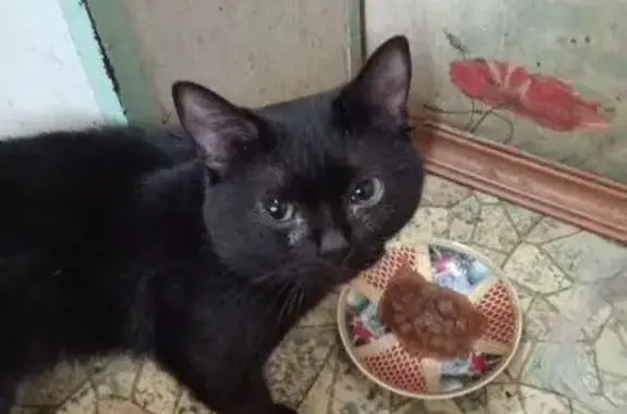 Найден черный котик, ул. Кутрухина 16