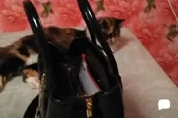 Пропала кошка, Липецкая область