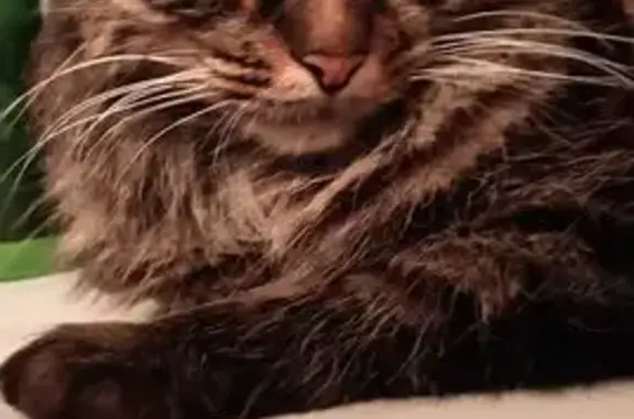 Объявления о пропавших и найденных животных, Санкт-Петербург, фото: Найдена кошка: пр. Наставников, 42, СПб