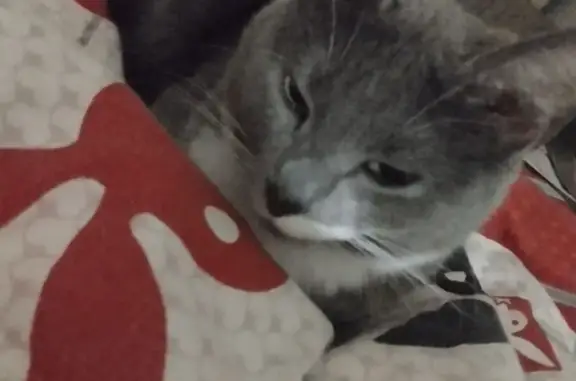 Пропала кошка, ул. Голубева, Минск