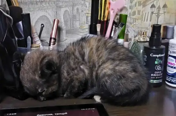 Найдена кошка, Иркутск, фото: Кошка найдена, Рябикова 32, Иркутск