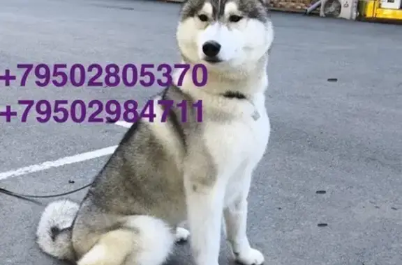 Пропала хаски, Школьная ул., Первомайское