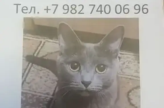 Пропала кошка, ул. Избирателей 7, Екб