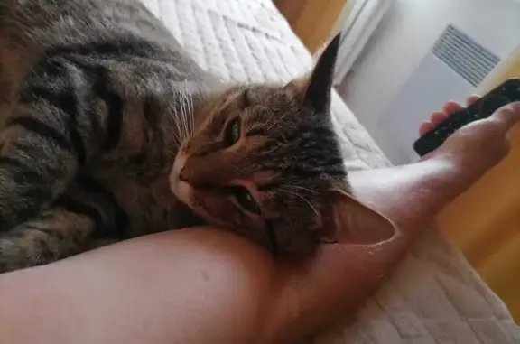 Найденные животные Тверь, фото: Полосатый котик, пр. Чайковского 6 к1