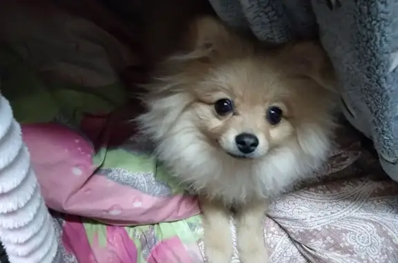 Пропала собака, ул. Кононенко, 46, Каа-Хем