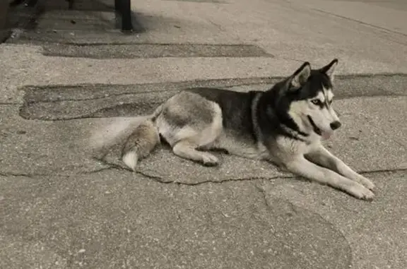 Найдена собака, , фото: Хаски найдена: Вокзальная ул., 26А, Рязань