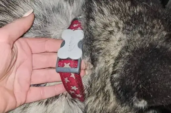 Найдена собака, Баклаши, фото: Собака найдена: Весёлая ул., 27А, Баклаши