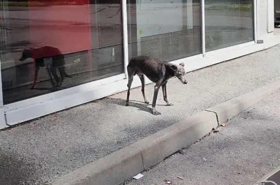Собака найдена: Шегарский пер., 79, Томск