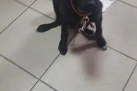 Найден черный пес, пр. Карла Маркса 35, Омск