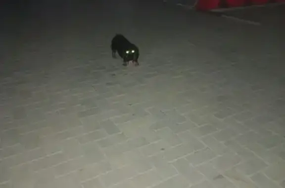 Пропала собака, Садовый пер., 29