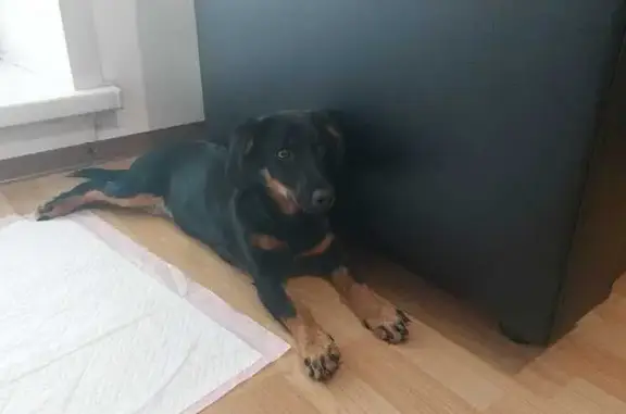 Щенок найден на трассе Завьялово-Кемерово - photo