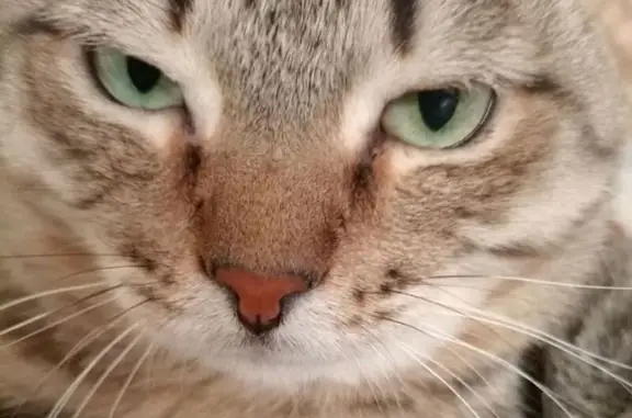 Пропала кошка, Хакасская 167, Абакан