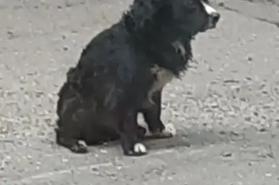 Найдена собака, Комсомольск-на-Амуре, фото: Собака найдена: Интернациональный пр., 41