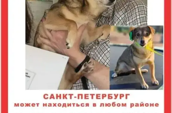 Пропала собака на ул. Димитрова, 18 к1