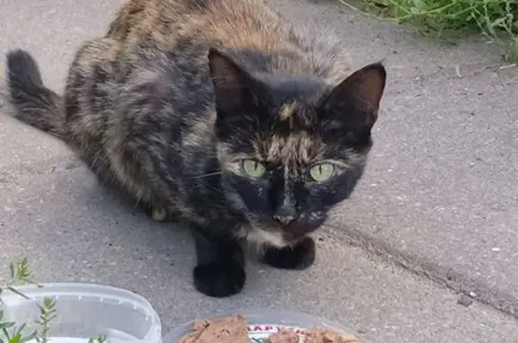 Найдена кошка, Рязань, фото: Найдена кошка, Рязань, Гагарина 83а