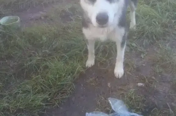 Собака найдена: Зелёный бульвар, 19А