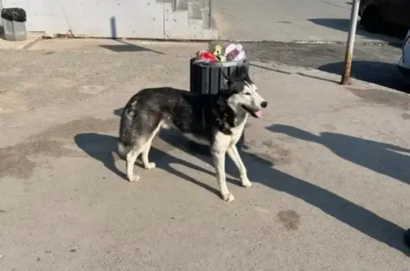 Найдена собака, Пермь, фото: Собака на ул. Маяковского, Пермь