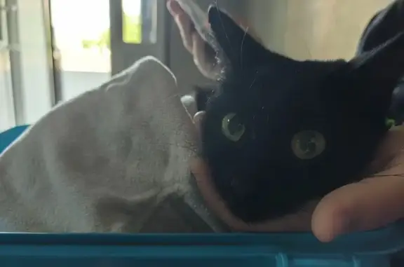 Найденные животные Улан-Удэ, фото: Кошка найдена у 