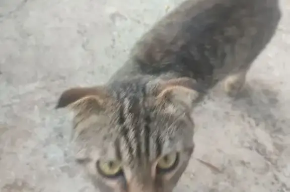 Объявления о пропавших и найденных животных, Керчь, фото: Кошка найдена: Орджоникидзе 47/11, Керчь