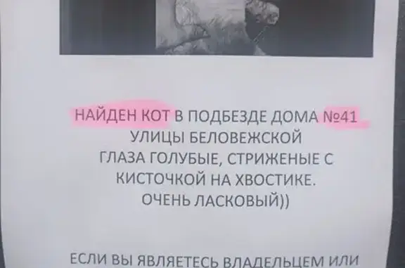 Найдена кошка, Москва, фото: Кошка найдена, Беловежская ул. 41, Москва