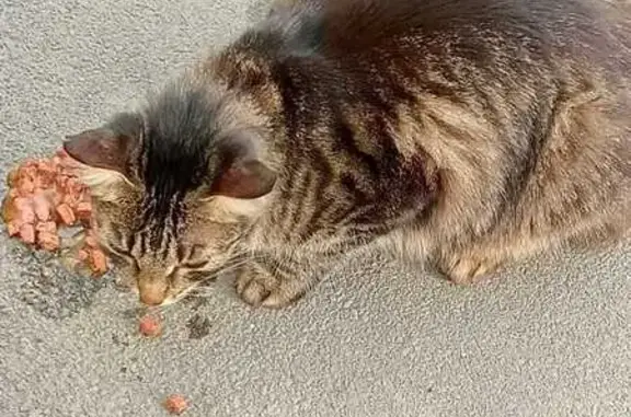 Найденные животные Йошкар-Ола, фото: Кот Джордж найден, Первомайская 182, Й-Ола