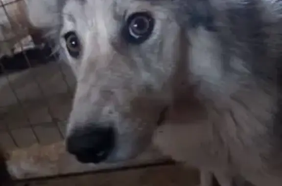 Найденные животные Камышлов, фото: Собака найдена: Камышлов, Ленина 30