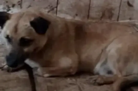 Найденные животные Камышлов, фото: Собака найдена, ул. Ленина, 30, Камышлов